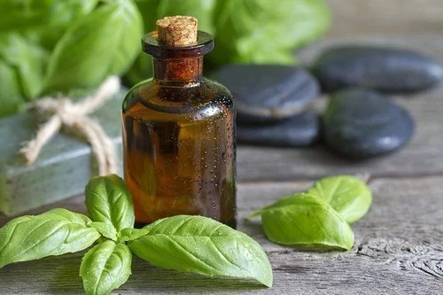 Basil Extract