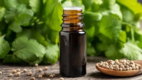 Coriander Oil